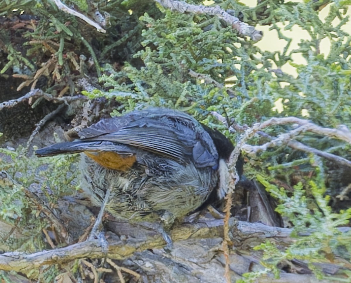 Rufous-naped Tit - ML623482506