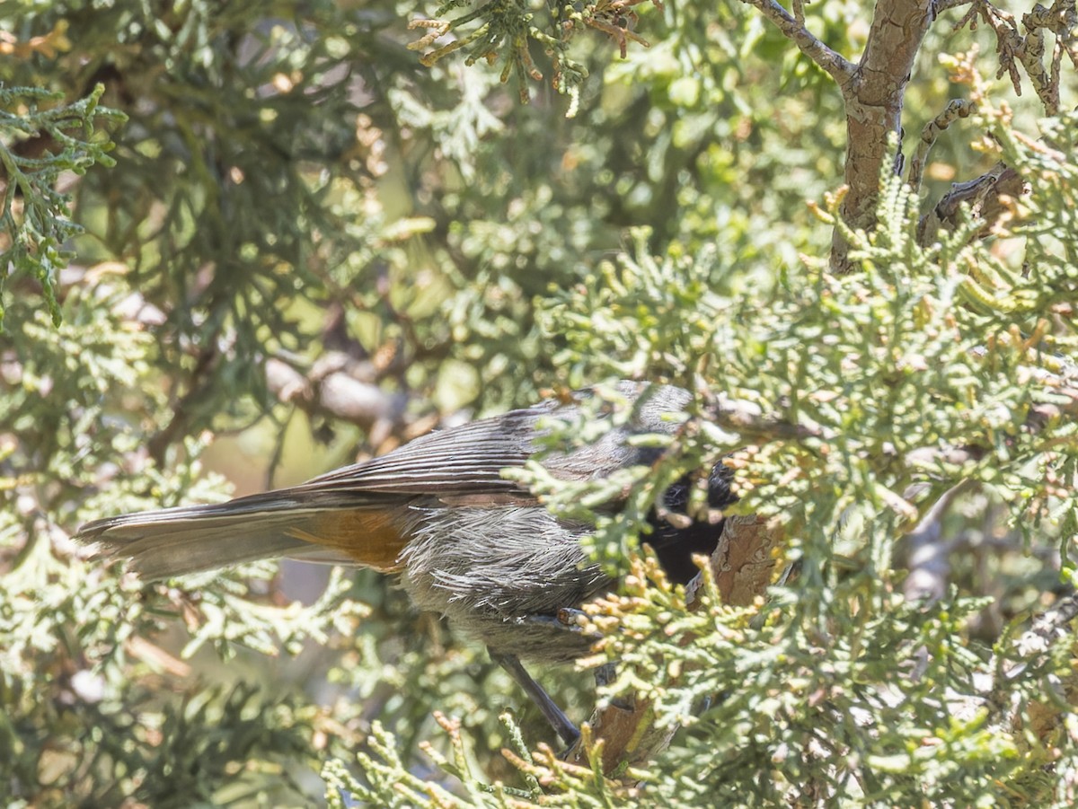 Rufous-naped Tit - john bishop