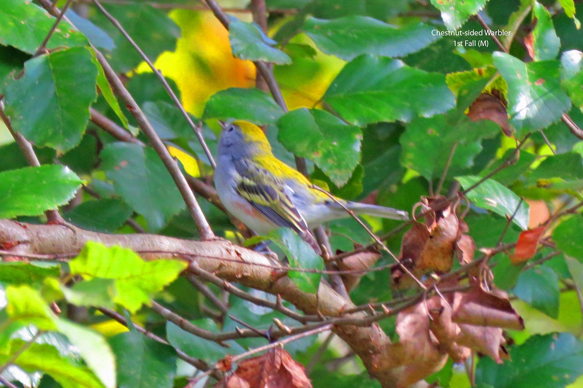 Chestnut-sided Warbler - ML623482525