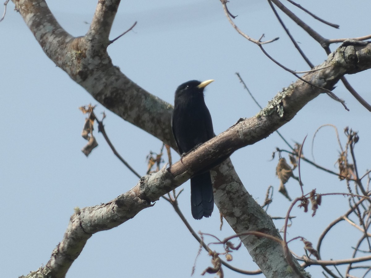 Yellow-billed Nunbird - ML623482615