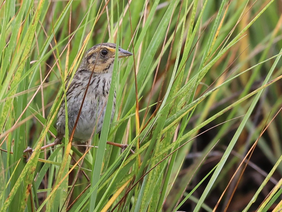 Saltmarsh Sparrow - ML623482620