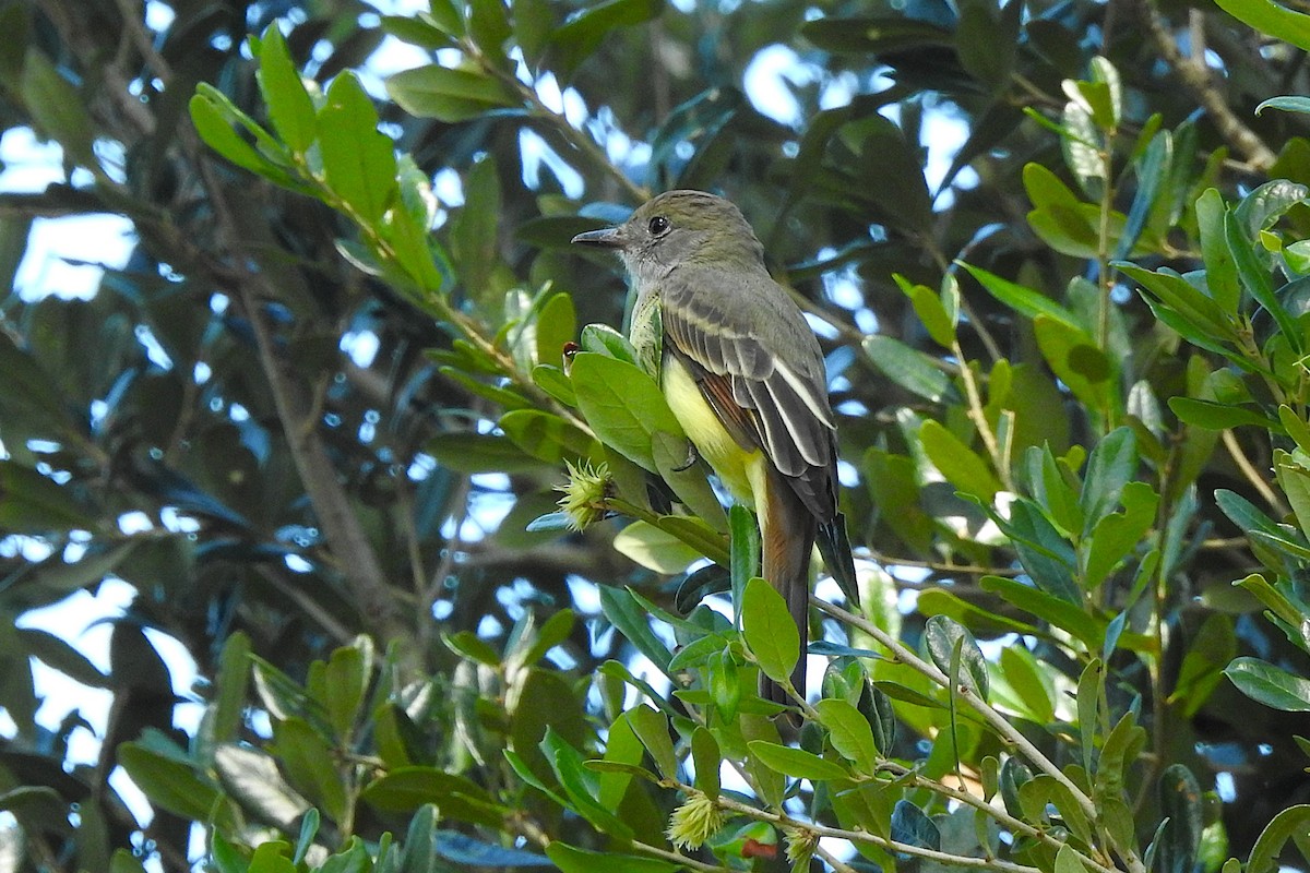 Great Crested Flycatcher - ML623482719