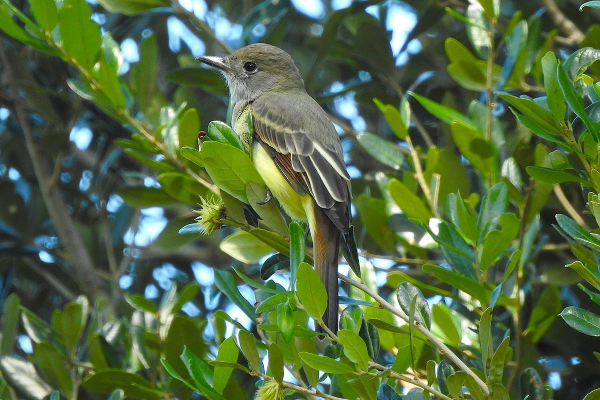 Great Crested Flycatcher - David  Clark