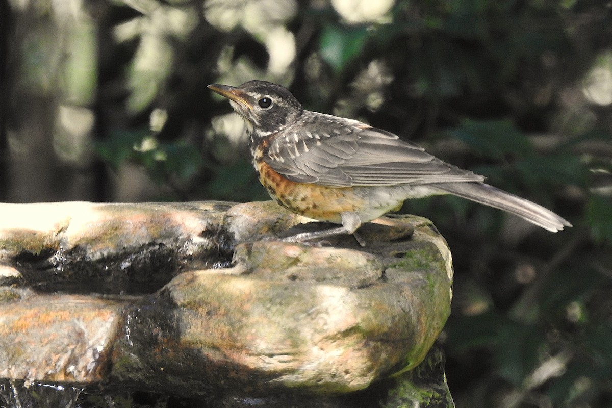 American Robin - ML623482736