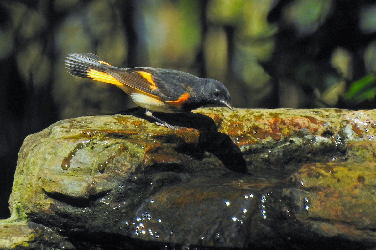 American Redstart - ML623482751