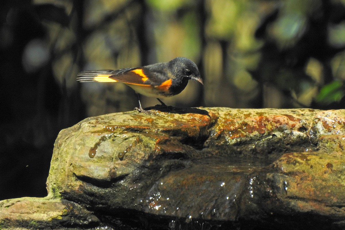 American Redstart - ML623482752