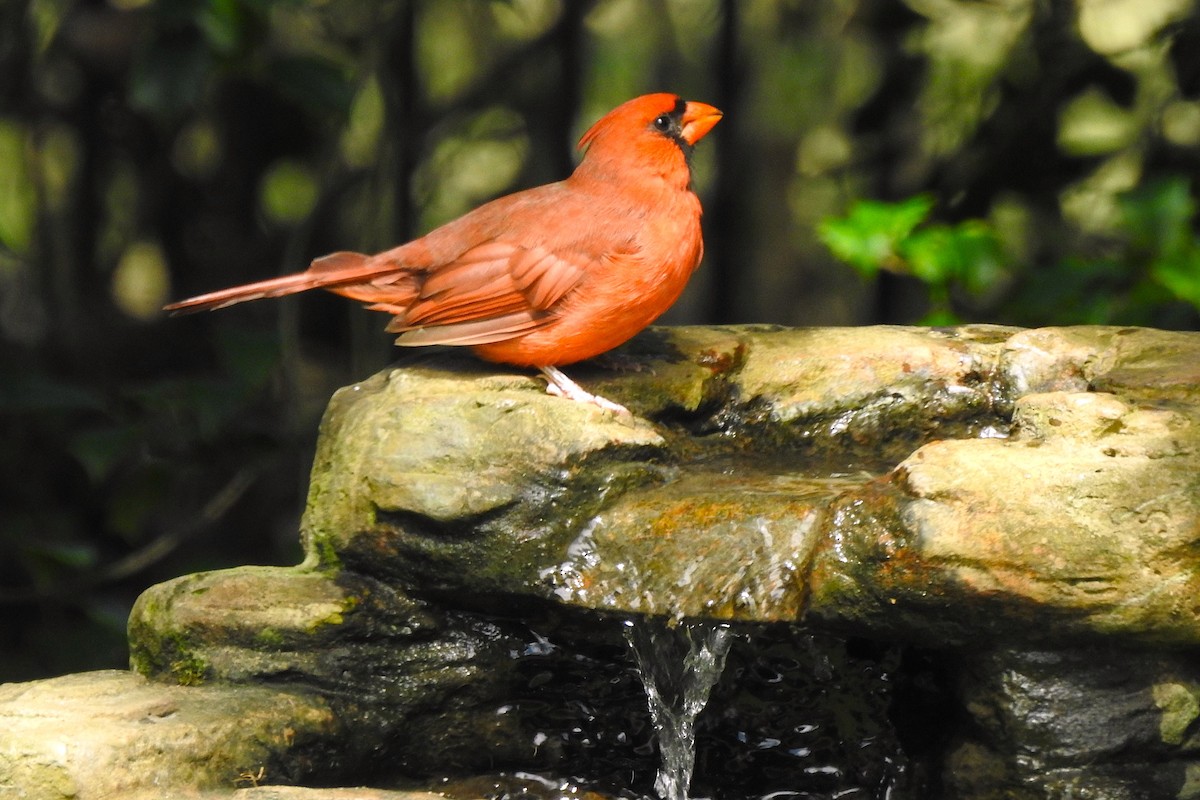 Northern Cardinal - ML623482757