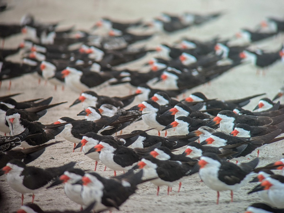 Black Skimmer - ML623482819