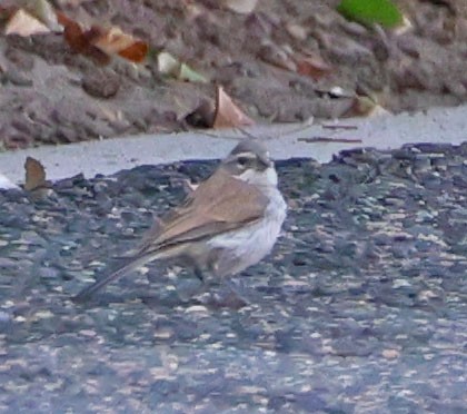 Black-throated Sparrow - ML623482823