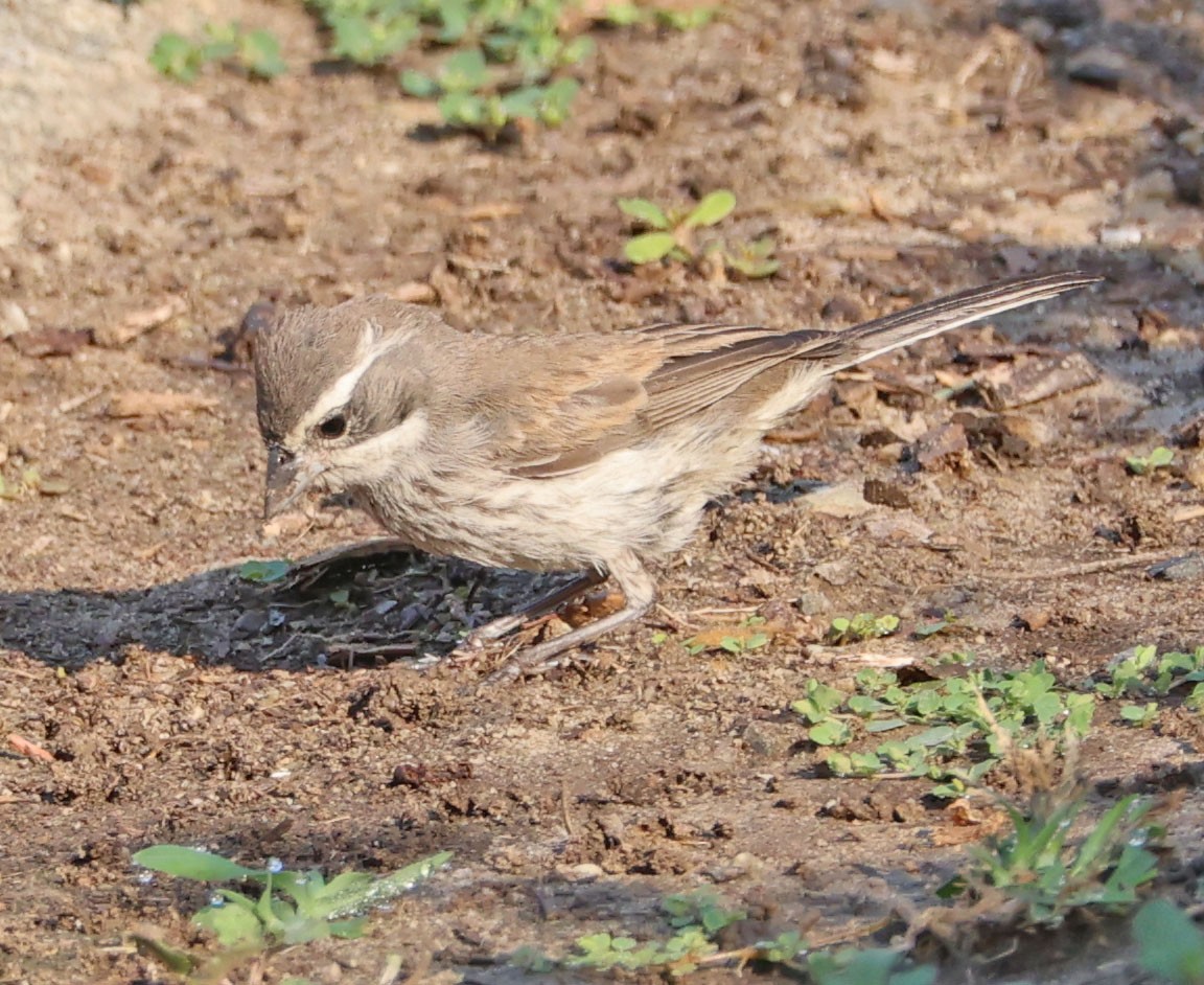 Black-throated Sparrow - ML623482824