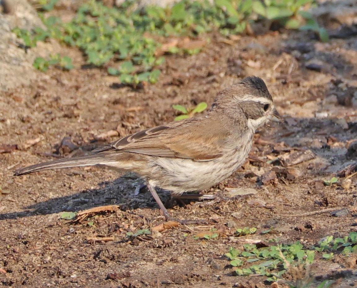 Black-throated Sparrow - ML623482825