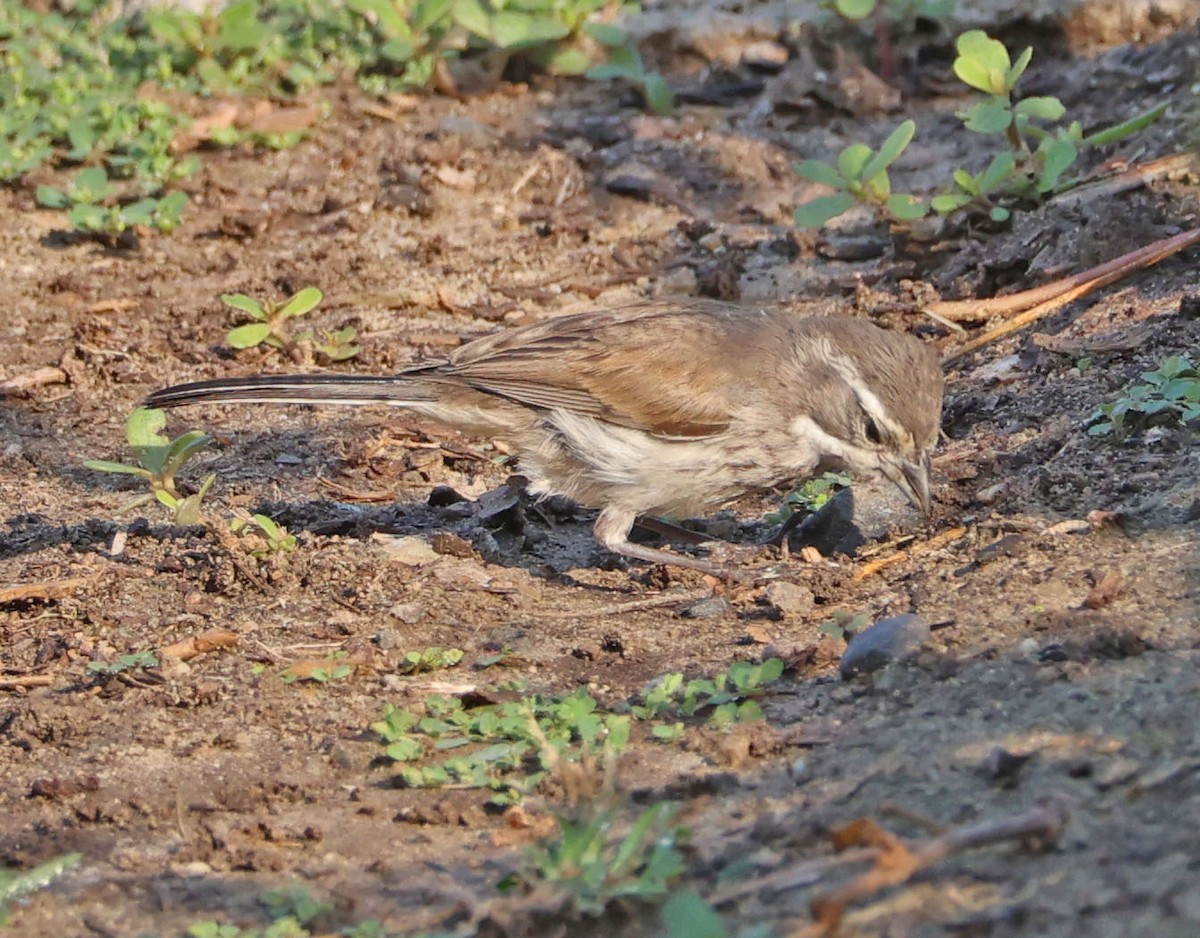 Black-throated Sparrow - Diane Etchison