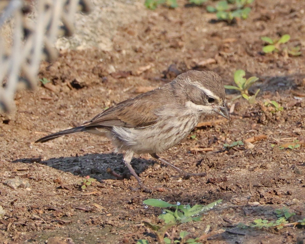 Black-throated Sparrow - ML623482827