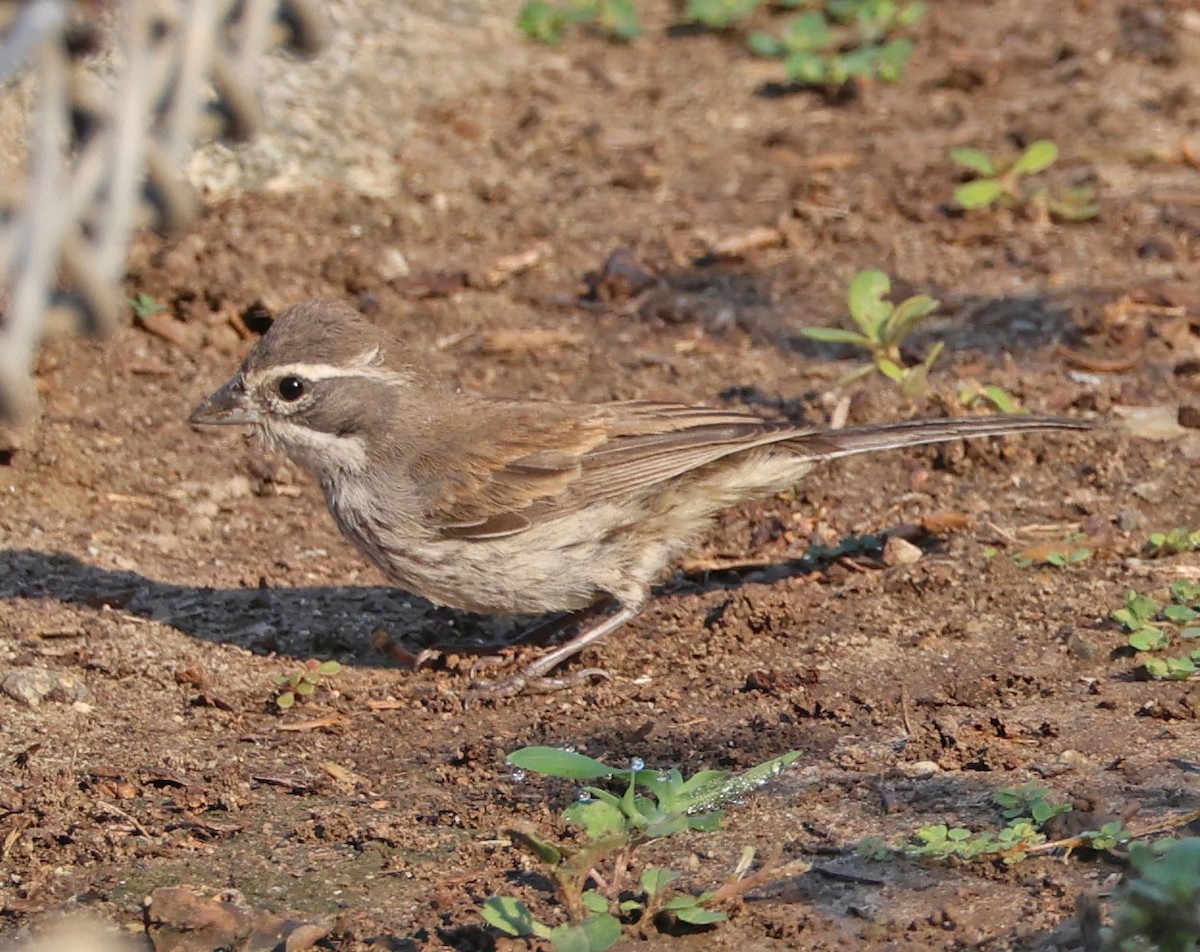 Black-throated Sparrow - ML623482828