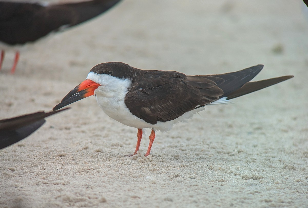 Black Skimmer - ML623482838