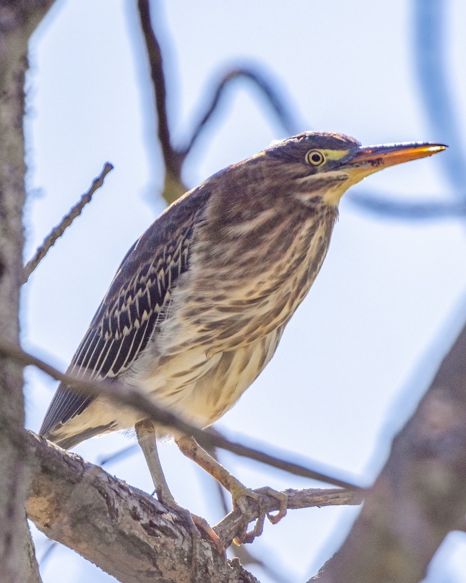 Green Heron - Kelly White