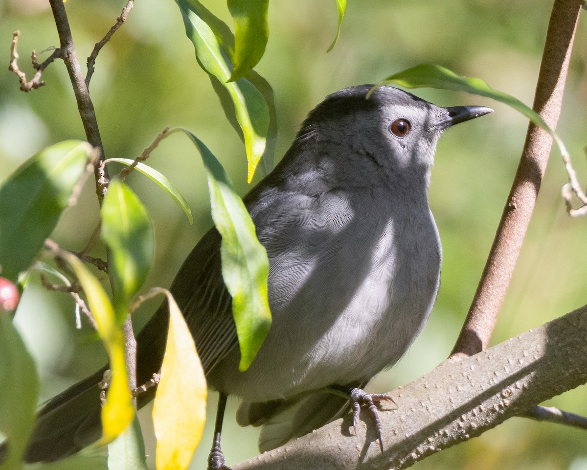 Katzenspottdrossel - ML623482866