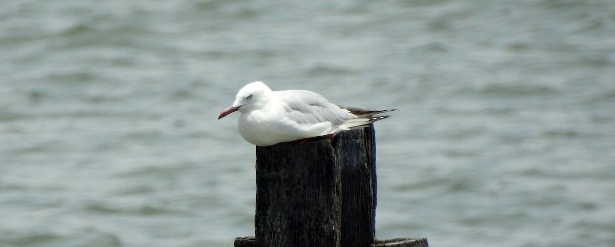 Slender-billed Gull - ML623482945