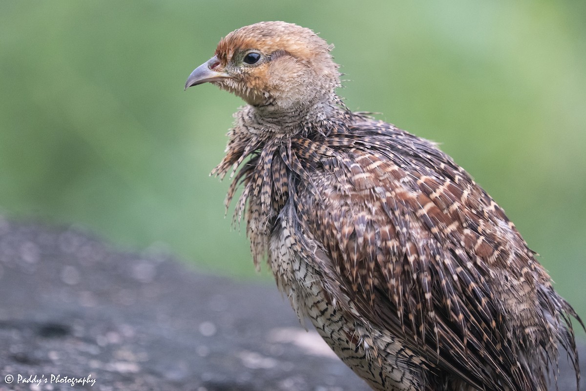 Gray Francolin - ML623482958