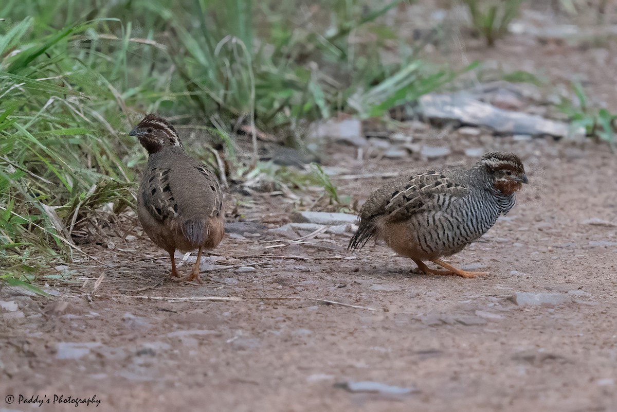 Jungle Bush-Quail - Padmanav Kundu