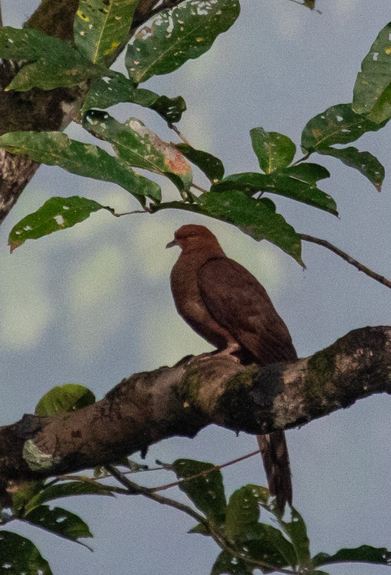 Andaman Cuckoo-Dove - ML623482964