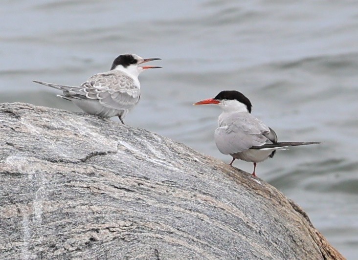 Common Tern - ML623482971