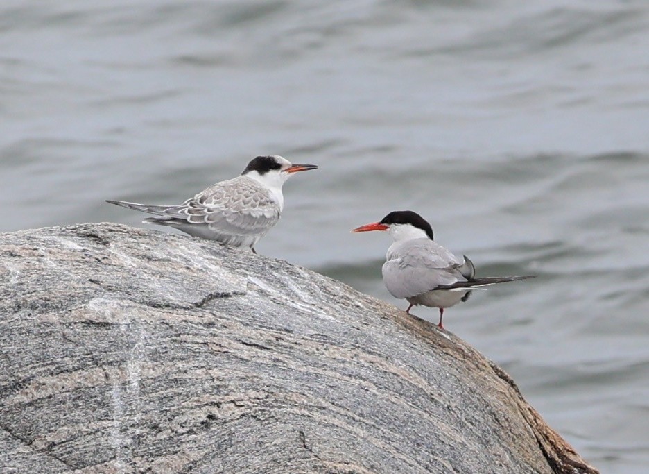 Common Tern - ML623482972