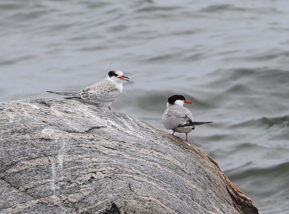 Common Tern - Tim Antanaitis