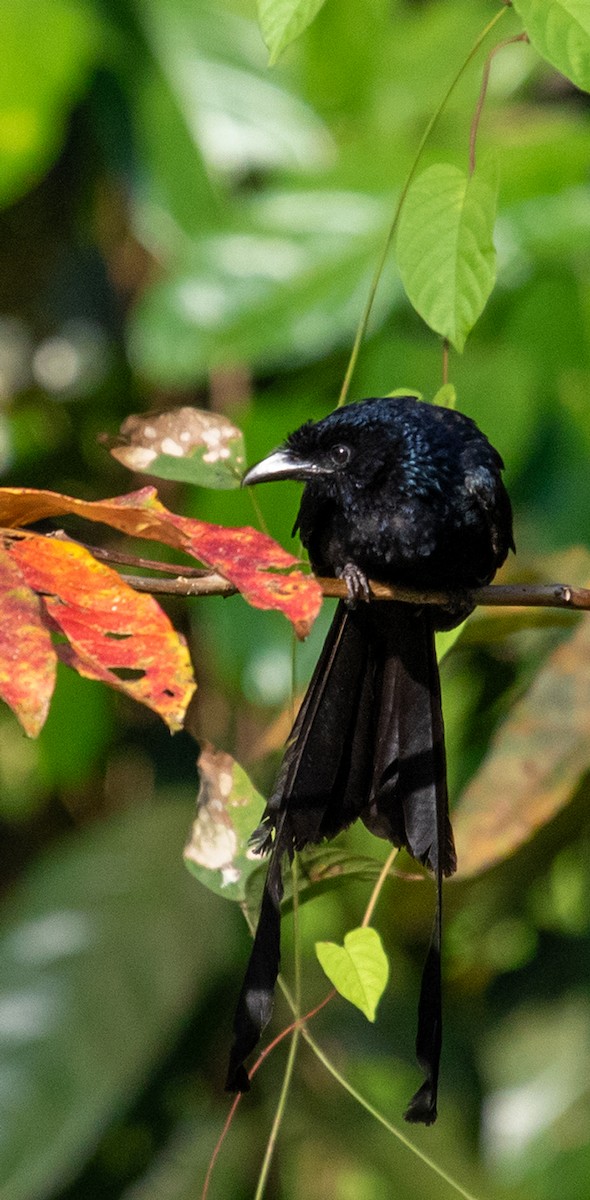 Greater Racket-tailed Drongo - ML623483001