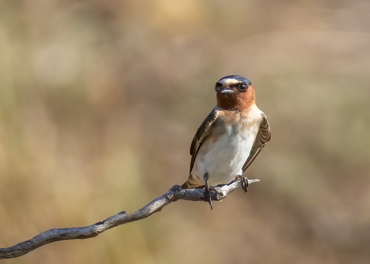 Cliff Swallow - ML623483034