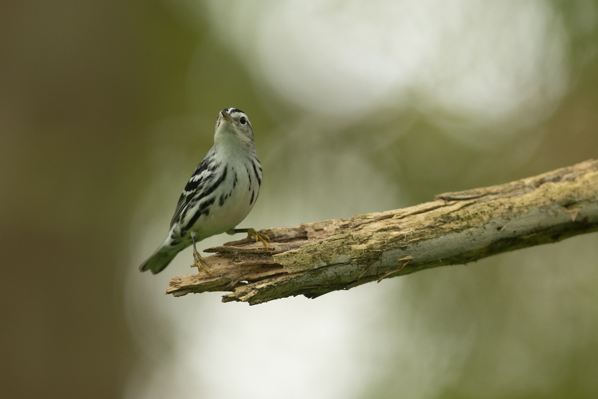 Black-and-white Warbler - ML623483068