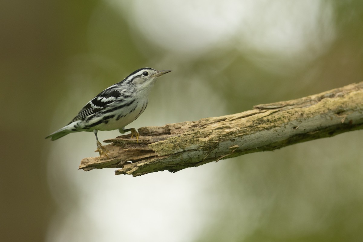 Black-and-white Warbler - ML623483069