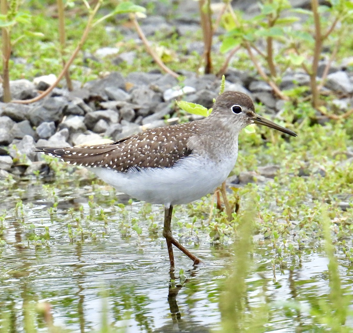 Solitary Sandpiper - Van Remsen