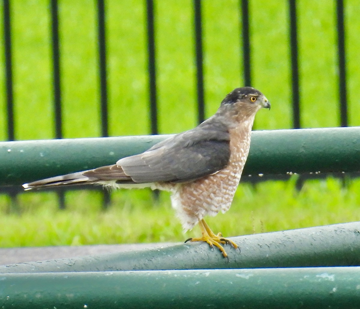 Cooper's Hawk - ML623483171