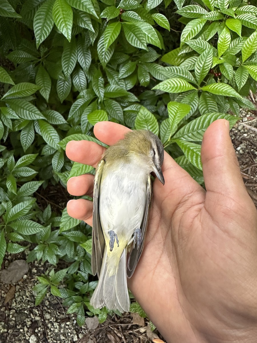 アカメモズモドキ - ML623483191