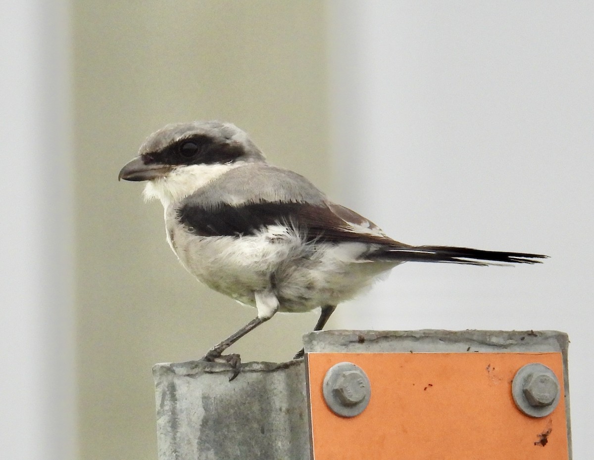 Loggerhead Shrike - ML623483196