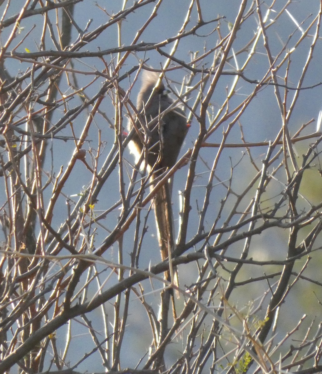 White-backed Mousebird - ML623483208