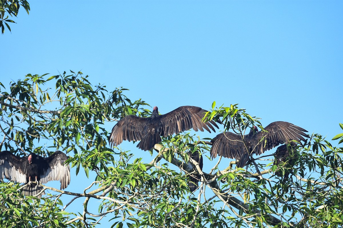 Turkey Vulture - ML623483219