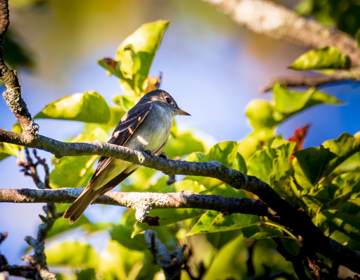 Eastern Wood-Pewee - ML623483237