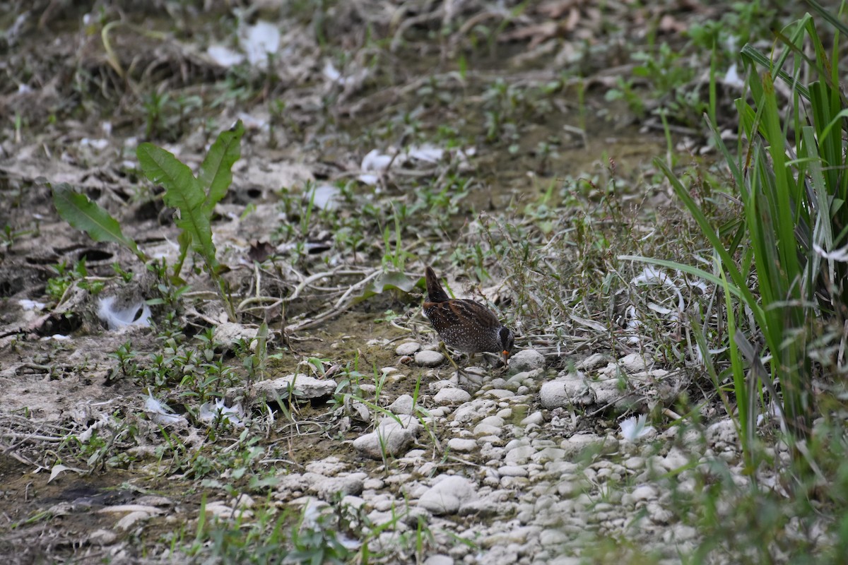 chřástal kropenatý - ML623483253