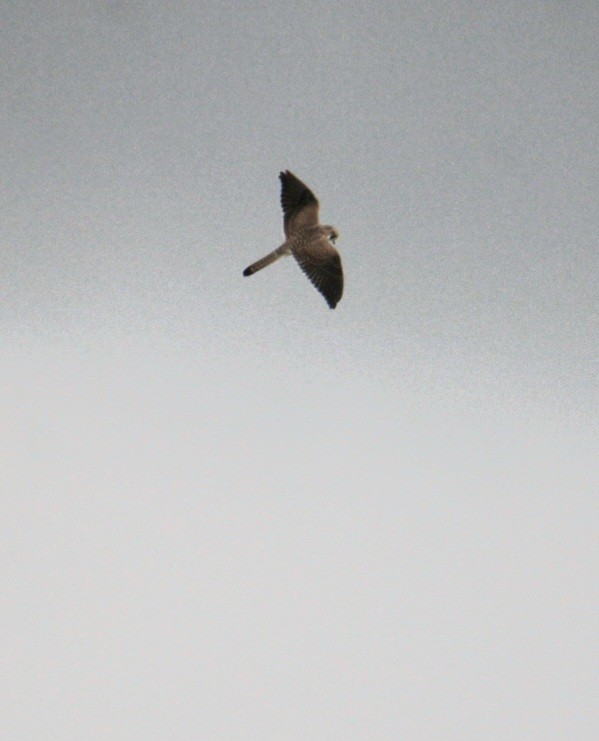 Eurasian Kestrel (Eurasian) - Samuel Harris