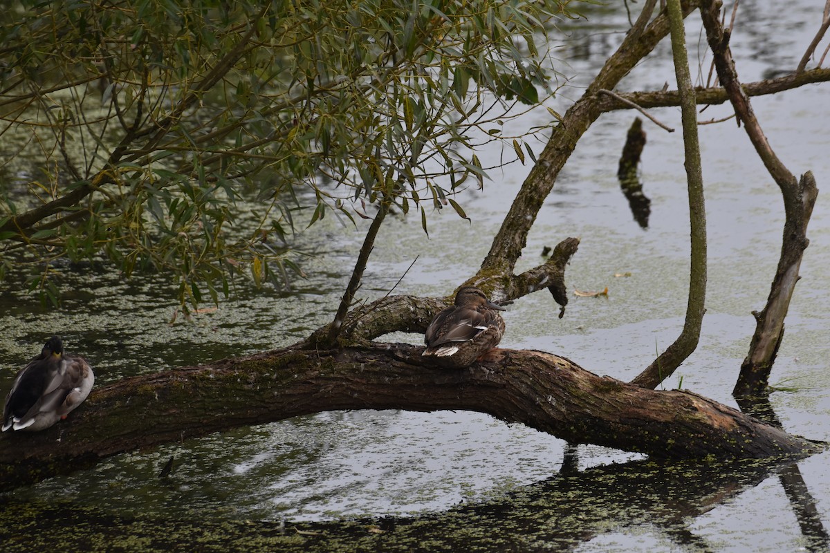 Canard colvert - ML623483326