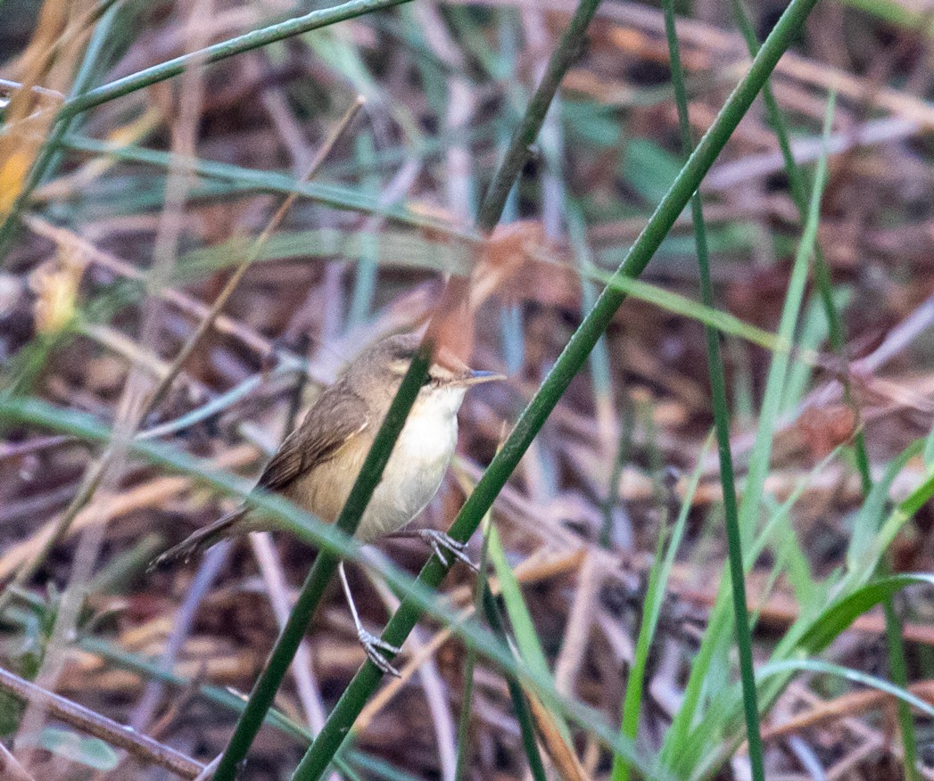 Black-browed Reed Warbler - ML623483340