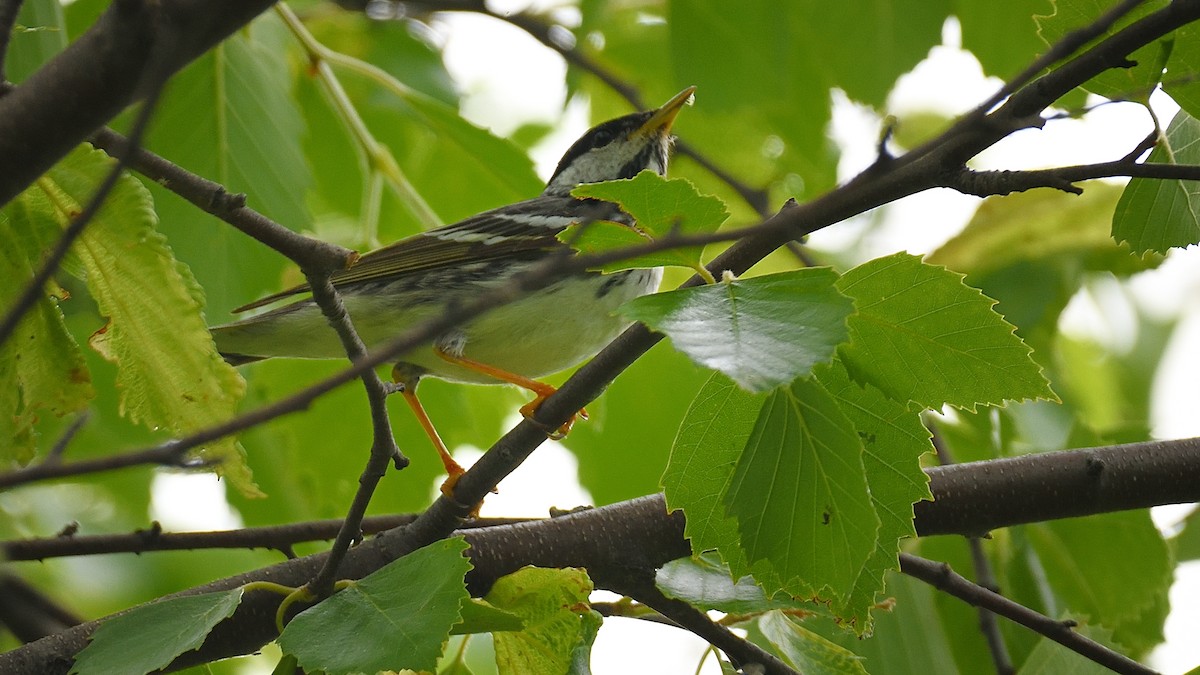 Blackpoll Warbler - ML623483341