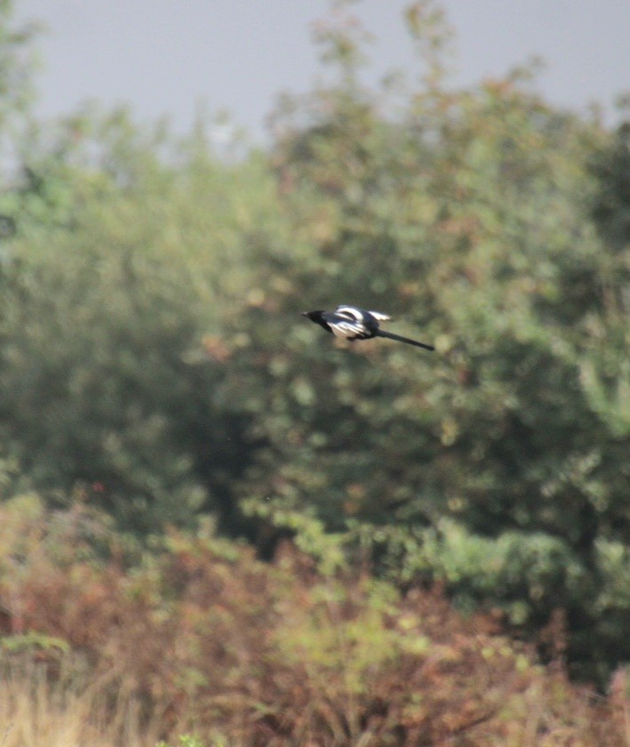 Eurasian Magpie (Eurasian) - ML623483364