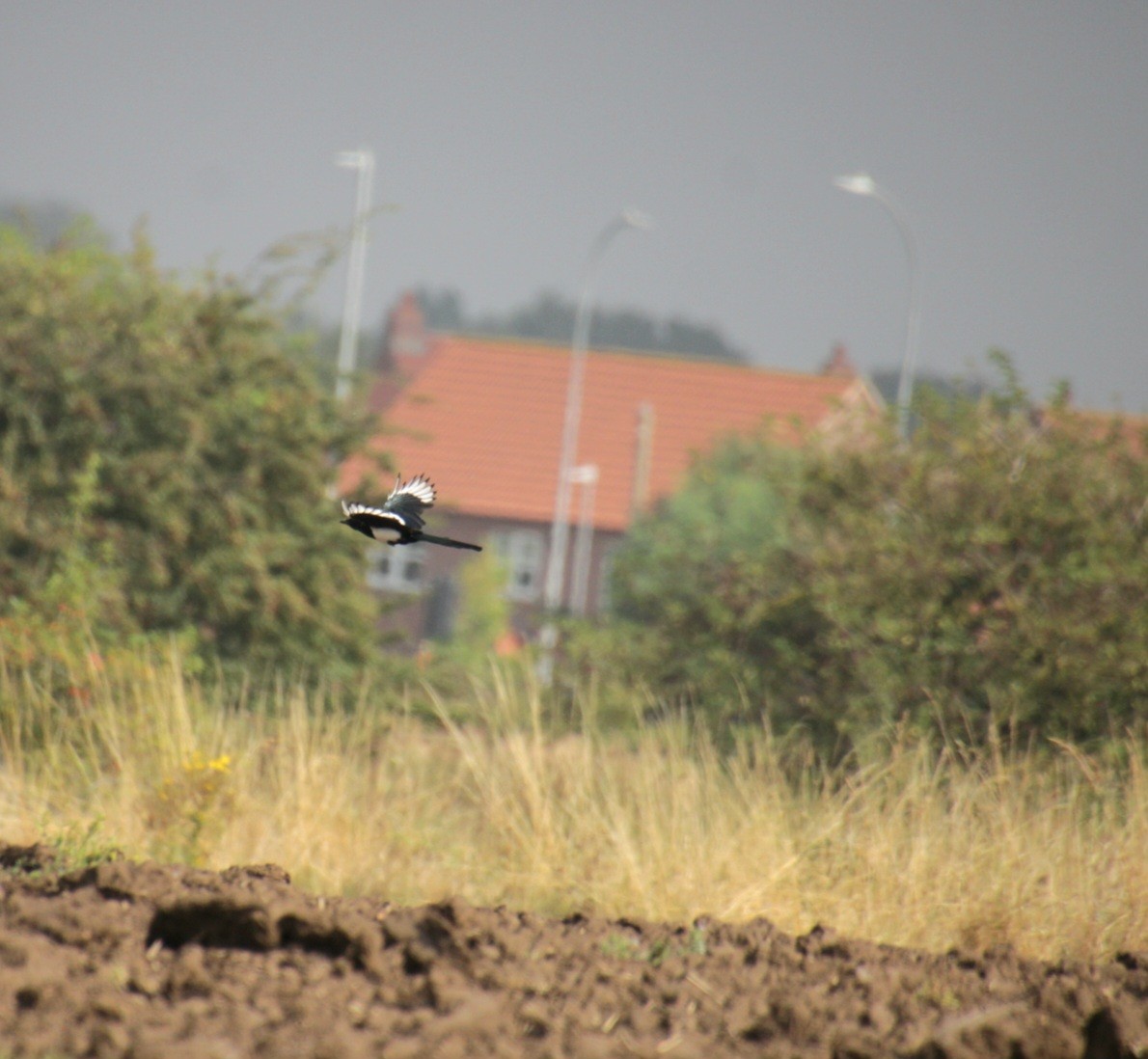 Eurasian Magpie (Eurasian) - ML623483365