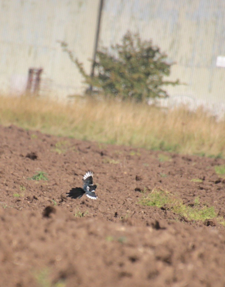 Eurasian Magpie (Eurasian) - ML623483366