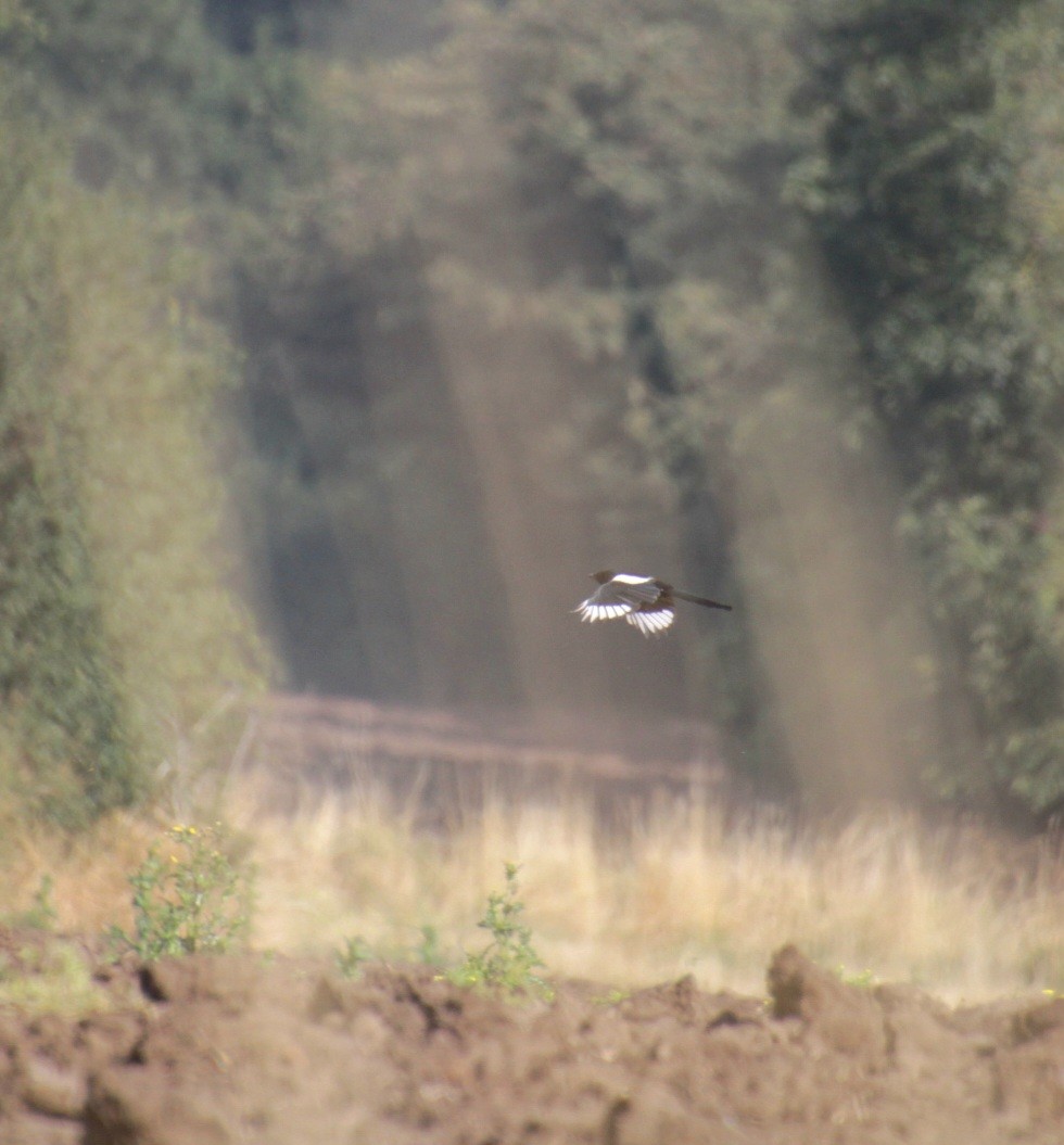 Eurasian Magpie (Eurasian) - ML623483367