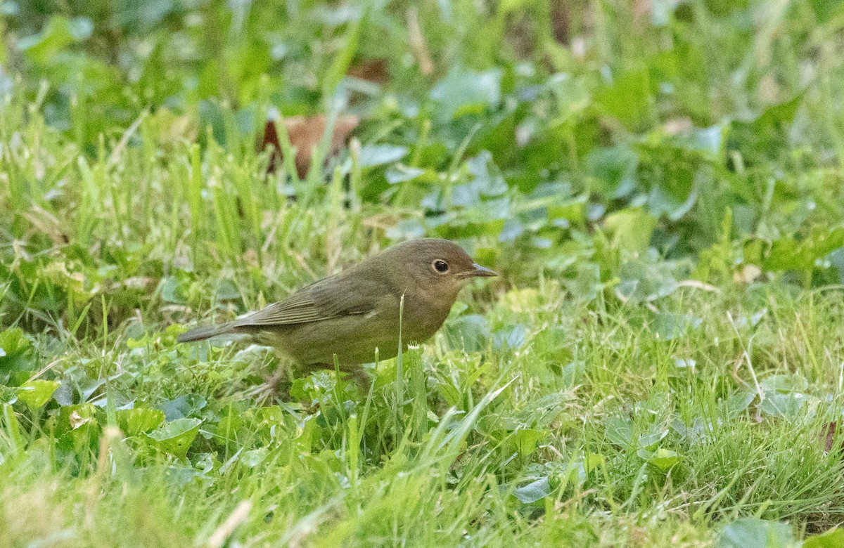 Connecticut Warbler - ML623483388
