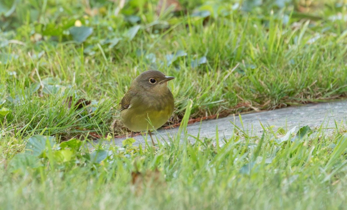 Connecticut Warbler - ML623483389